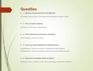 Questões
 1 – Quais os principais músculos da Mastigação?
M.Masseter, M.Bucinador, M.Temporal e MM.Pterigoideo Medial e Lateral.
 2 – Cite as 3 partes da faringe.
Orofaringe, Nasofaringe, Laringofaringe
 3 – Cite 3 estruturas que atravessam o Diafragma.
Aorta, Esôfago e Veia Cava Inferior.
 4 – O que quer dizer Intraperitoneal e Retroperitoneal?
Intraperitoneal – Estrutura envolvida completamente pelo peritônio.
Retroperitoneal – Estrutura revestida posteriormente pelo peritônio parietal.
 5 – Quais são as impressões visíveis no Fígado?
Impressões Costais, Gástrica, Cólica, Renal, Esofágica, suprarrenal, duodenal.
 