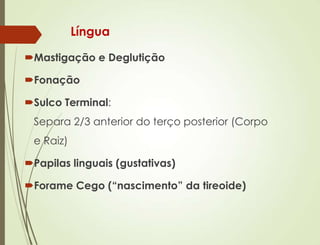 Língua
Mastigação e Deglutição
Fonação
Sulco Terminal:
Separa 2/3 anterior do terço posterior (Corpo
e Raiz)
Papilas linguais (gustativas)
Forame Cego (“nascimento” da tireoide)
 