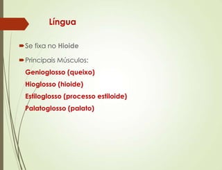 Língua
Se fixa no Hioide
Principais Músculos:
Genioglosso (queixo)
Hioglosso (hioide)
Estiloglosso (processo estiloide)
Palatoglosso (palato)
 