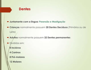 Dentes
 Juntamente com a língua: Preensão e Mastigação
 Crianças normalmente possuem 20 Dentes Decíduos (Primários ou de
Leite)
 Adultos normalmente possuem 32 Dentes permanentes
 Divididos em:
8 Incisivos
4 Caninos
8 Pré-molares
12 Molares
 