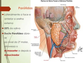 Parótidas
Lateralmente a face e
anterior a orelha
externa
25% da saliva
Ducto Parotídeo abre-
se
ao nível do 2º molar,
atravessa o
m.masseter e depois o
m.bucinador
 