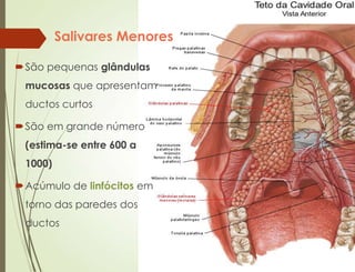 Salivares Menores
São pequenas glândulas
mucosas que apresentam
ductos curtos
São em grande número
(estima-se entre 600 a
1000)
Acúmulo de linfócitos em
torno das paredes dos
ductos
 