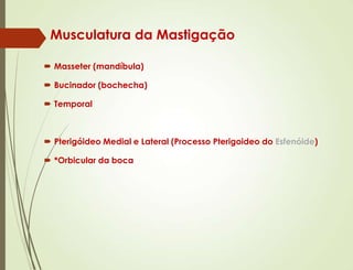 Musculatura da Mastigação
 Masseter (mandíbula)
 Bucinador (bochecha)
 Temporal
 Pterigóideo Medial e Lateral (Processo Pterigoideo do Esfenóide)
 *Orbicular da boca
 