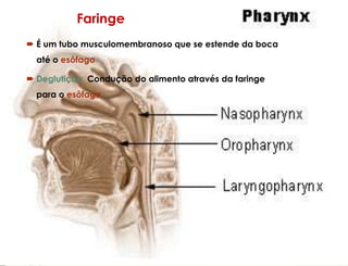 Faringe
 É um tubo musculomembranoso que se estende da boca
até o esôfago
 Deglutição: Condução do alimento através da faringe
para o esôfago
 