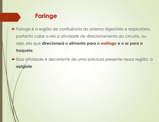 Faringe
 Faringe é a região de confluência do sistema digestório e respiratório,
portanto cabe a ela a atividade de direcionamento do circuito, ou
seja, ela que direcionará o alimento para o esôfago e o ar para a
traqueia.
 Essa atividade é decorrente de uma estrutura presente nessa região, a
epiglote
 