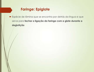 Faringe: Epiglote
 Espécie de lâmina que se encontra por detrás da língua e que
serve para fechar a ligação da faringe com a glote durante a
deglutição
 
