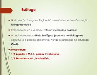 Esôfago
 Na transição faringoesofágica, há um estreitamento = Constrição
faringoesofágica
 Porção torácica é a maior, está no mediastino posterior
 À partir da abertura Hiato Esofágica (abertura no diafragma),
constitui-se a porção abdominal. Atinge o estômago na altura da
Cárdia
 Musculatura:
1/3 Superior = M.E.E., porém, involuntária.
2/3 Restantes = M.L., involuntária.
 