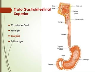  Cavidade Oral
 Faringe
 Esôfago
 Estômago
Trato Gastrointestinal
Superior
 
