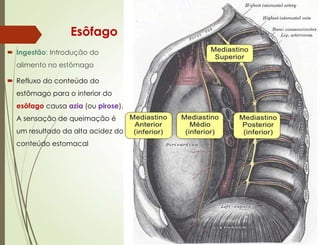 Esôfago
 Ingestão: Introdução do
alimento no estômago
 Refluxo do conteúdo do
estômago para o interior do
esôfago causa azia (ou pirose).
A sensação de queimação é
um resultado da alta acidez do
conteúdo estomacal
 