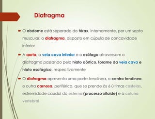 Diafragma
 O abdome está separado do tórax, internamente, por um septo
muscular, o diafragma, disposto em cúpula de concavidade
inferior
 A aorta, a veia cava inferior e o esôfago atravessam o
diafragma passando pelo hiato aórtico, forame da veia cava e
hiato esofágico, respectivamente
 O diafragma apresenta uma parte tendínea, o centro tendíneo,
e outra carnosa, periférica, que se prende às 6 últimas costelas,
extremidade caudal do esterno (processo xifoide) e à coluna
vertebral
 