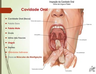 Cavidade Oral
 Cavidade Oral (Boca)
 Palato Duro
 Palato Mole
 Úvula
 Istmo das Fauces
 Língua
 Dentes
 Glândulas Salivares
 Ossos e Músculos da Mastigação
 