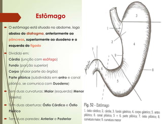 Estômago
 O estômago está situado no abdome, logo
abaixo do diafragma, anteriormente ao
pâncreas, superiormente ao duodeno e a
esquerda do fígado
 Dividido em:
Cárdia (junção com esôfago)
Fundo (porção superior)
Corpo (maior parte do órgão)
Parte pilórica (subdividida em antro e canal
pilórico, se comunica com Duodeno)
 Tem duas curvaturas: Maior (esquerda) Menor
(direita)
 Tem duas aberturas: Óstio Cárdico e Óstio
Pilórico
 Tem duas paredes: Anterior e Posterior
 