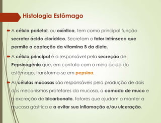 Histologia Estômago
A célula parietal, ou oxíntica, tem como principal função
secretar ácido clorídrico. Secretam o fator intrínseco que
permite a captação da vitamina B da dieta.
A célula principal é a responsável pela secreção de
Pepsinogênio que, em contato com o meio ácido do
estômago, transforma-se em pepsina.
As células mucosas são responsáveis pela produção de dois
dos mecanismos protetores da mucosa, a camada de muco e
a excreção de bicarbonato, fatores que ajudam a manter a
mucosa gástrica e a evitar sua inflamação e/ou ulceração.
 