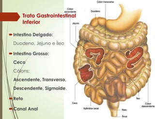 Intestino Delgado:
Duodeno, Jejuno e Íleo
Intestino Grosso:
Ceco
Cólons:
Ascendente, Transverso,
Descendente, Sigmoide.
Reto
Canal Anal
Trato Gastrointestinal
Inferior
 