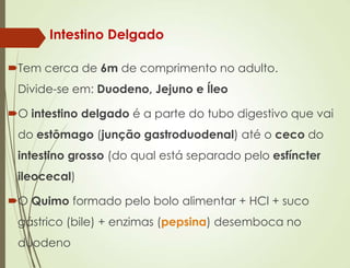 Intestino Delgado
Tem cerca de 6m de comprimento no adulto.
Divide-se em: Duodeno, Jejuno e Íleo
O intestino delgado é a parte do tubo digestivo que vai
do estômago (junção gastroduodenal) até o ceco do
intestino grosso (do qual está separado pelo esfíncter
ileocecal)
O Quimo formado pelo bolo alimentar + HCl + suco
gástrico (bile) + enzimas (pepsina) desemboca no
duodeno
 