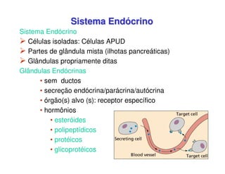 Sistema Endócrino 
Sistema Endócrino 
 Células isoladas: Células APUD 
 Partes de glândula mista (ilhotas pancreáticas) 
 Glândulas propriamente ditas 
Glândulas Endócrinas 
• sem ductos 
• secreção endócrina/parácrina/autócrina 
• órgão(s) alvo (s): receptor específico 
• hormônios 
• esteróides 
• polipeptídicos 
• protéicos 
• glicoprotéicos 
 