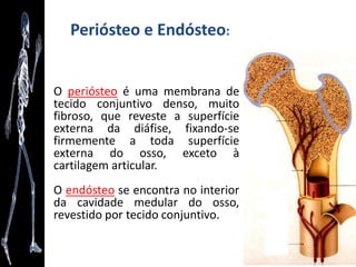 Periósteo e Endósteo:
O periósteo é uma membrana de
tecido conjuntivo denso, muito
fibroso, que reveste a superfície
externa da diáfise, fixando-se
firmemente a toda superfície
externa do osso, exceto à
cartilagem articular.
O endósteo se encontra no interior
da cavidade medular do osso,
revestido por tecido conjuntivo.
 