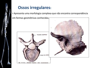 Ossos irregulares:
• Apresenta uma morfologia complexa que não encontra correspondência
em formas geométricas conhecidas.
 