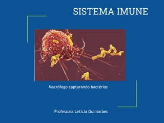 SISTEMA IMUNE
Macrófago capturando bactérias
Professora Letícia Guimarães
 