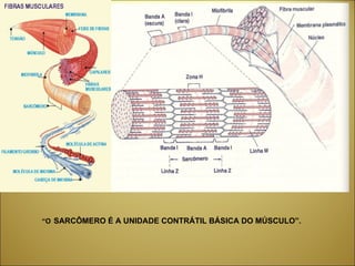 “ O   SARCÔMERO É A UNIDADE CONTRÁTIL BÁSICA DO MÚSCULO”. 
