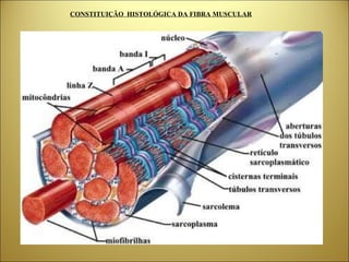 CONSTITUIÇÃO  HISTOLÓGICA DA FIBRA MUSCULAR 
