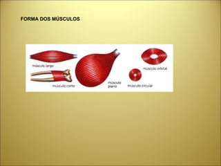 FORMA DOS MÚSCULOS 