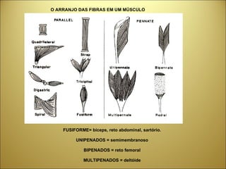 O ARRANJO DAS FIBRAS EM UM MÚSCULO FUSIFORME= bíceps, reto abdominal, sartório. UNIPENADOS = semimembranoso BIPENADOS = reto femoral MULTIPENADOS = deltóide 