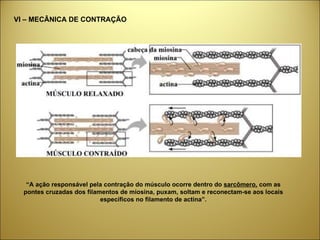 VI – MECÂNICA DE CONTRAÇÃO “ A ação responsável pela contração do músculo ocorre dentro do  sarcômero,  com as pontes cruzadas dos filamentos de miosina, puxam, soltam e reconectam-se aos locais específicos no filamento de actina”. 