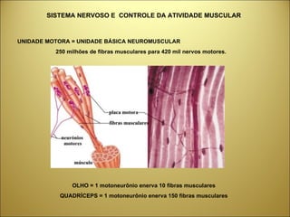 SISTEMA NERVOSO E  CONTROLE DA ATIVIDADE MUSCULAR UNIDADE MOTORA = UNIDADE BÁSICA NEUROMUSCULAR 250 milhões de fibras musculares para 420 mil nervos motores. OLHO = 1 motoneurônio enerva 10 fibras musculares QUADRÍCEPS = 1 motoneurônio enerva 150 fibras musculares 