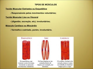 TIPOS DE MÚSCULOS Tecido Muscular Estriados ou Esquelético - Responsáveis pelos movimentos voluntários; Tecido Muscular Liso ou Visceral - (digestão, excreção, etc); involuntários; Músculo Cardíaco ou Miocárdio - Vermelho e estriado, porém, involuntário. 