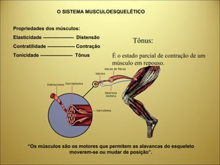 Propriedades dos músculos: Elasticidade -------------------  Distensão Contratilidade ----------------- Contração Tonicidade --------------------  Tônus “ Os músculos são os motores que permitem as alavancas do esqueleto moverem-se ou mudar de posição”. O SISTEMA MUSCULOESQUELÉTICO É o estado parcial de contração de um músculo em repouso. Tônus: 