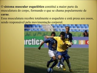 O  sistema muscular esquelético  constitui a maior parte da musculatura do corpo, formando o que se chama popularmente de  carne .  Essa musculatura recobre totalmente o esqueleto e está presa aos ossos, sendo responsável pela movimentação corporal. 