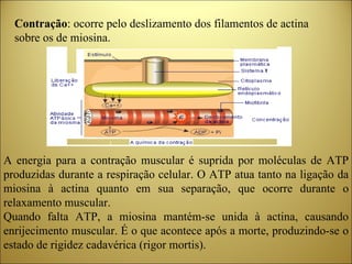 Contração : ocorre pelo deslizamento dos filamentos de actina sobre os de miosina. A energia para a contração muscular é suprida por moléculas de ATP produzidas durante a respiração celular. O ATP atua tanto na ligação da miosina à actina quanto em sua separação, que ocorre durante o relaxamento muscular.  Quando falta ATP, a miosina mantém-se unida à actina, causando enrijecimento muscular. É o que acontece após a morte, produzindo-se o estado de rigidez cadavérica (rigor mortis). 