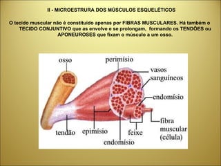 II - MICROESTRURA DOS MÚSCULOS ESQUELÉTICOS O tecido muscular não é constituído apenas por FIBRAS MUSCULARES. Há também o TECIDO CONJUNTIVO que as envolve e se prolongam,  formando os TENDÕES ou APONEUROSES que fixam o músculo a um osso. 