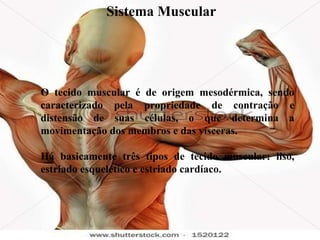 O tecido muscular é de origem mesodérmica, sendo caracterizado pela propriedade de contração e distensão de suas células, o que determina a movimentação dos membros e das vísceras.  Há basicamente três tipos de tecido muscular: liso, estriado esquelético e estriado cardíaco. Sistema Muscular  