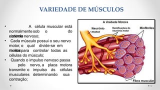 VARIEDADE DE MÚSCULOS
12
•
normalmente sob o
controle
A célula muscular está
do
•
sistema nervoso;
Cada músculo possui o seu nervo
motor, o qual divide-se em
muitos
ramos para controlar todas as
•
células do músculo;
Quando o impulso nervoso passa
transmite o impulso às
pelo nervo, a placa motora
células
musculares determinando sua
contração;
 