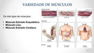 Os três tipos de músculos:
• Músculo Estriado Esquelético;
• Músculo Liso;
• Músculo Estriado Cardíaco.
VARIEDADE DE MÚSCULOS
13
 
