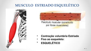 MUSCULO ESTRIADO ESQUELÉTICO
14
•
•
•
Contração voluntária Estriado
Fixo ao esqueleto:
ESQUELÉTICO
 