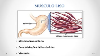 MUSCULO LISO
15
• Músculo Involuntário
• Sem estriações: Músculo Liso
• Viscerais
 