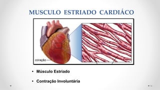 MUSCULO ESTRIADO CARDIÁCO
16
• Músculo Estriado
• Contração Involuntária
 