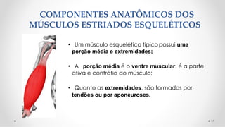 COMPONENTES ANATÔMICOS DOS
MÚSCULOS ESTRIADOS ESQUELÉTICOS
• Um músculo esquelético típicopossui uma
porção média e extremidades;
• A porção média é o ventre muscular, é a parte
ativa e contrátio do músculo;
• Quanto as extremidades, são formados por
tendões ou por aponeuroses.
17
 