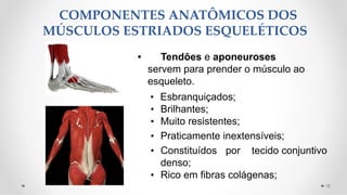 COMPONENTES ANATÔMICOS DOS
MÚSCULOS ESTRIADOS ESQUELÉTICOS
18
• Tendões e aponeuroses
servem para prender o músculo ao
esqueleto.
• Esbranquiçados;
• Brilhantes;
• Muito resistentes;
• Praticamente inextensíveis;
• Constituídos por tecido conjuntivo
denso;
• Rico em fibras colágenas;
 