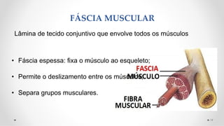 FÁSCIA MUSCULAR
19
Lâmina de tecido conjuntivo que envolve todos os músculos
• Fáscia espessa: fixa o músculo ao esqueleto;
• Permite o deslizamento entre os músculos;
• Separa grupos musculares.
 