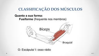 Quanto a sua forma:
Fusiforme (frequente nos membros)
CLASSIFICAÇÃO DOS MÚSCULOS
21
O: Escápula/ I: osso rádio
 