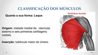 Quanto a sua forma: Leque
Origem: metade medial da clavícula,
esterno e seis primeiras cartilagens
costais.
Inserção: tubérculo maior do úmero.
CLASSIFICAÇÃO DOS MÚSCULOS
22
 
