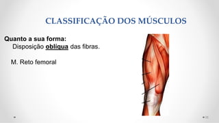 Quanto a sua forma:
Disposição oblíqua das fibras.
M. Reto femoral
CLASSIFICAÇÃO DOS MÚSCULOS
23
 