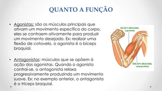 QUANTO A FUNÇÃO
• Agonistas: são os músculos principais que
ativam um movimento específico do corpo,
eles se contraem ativamente para produzir
um movimento desejado. Ex: realizar uma
flexão de cotovelo, o agonista é o bíceps
braquial.
• Antagonistas: músculos que se opõem à
ação dos agonistas. Quando o agonista
contrai-se, o antagonista relaxa
progressivamente produzindo um movimento
suave. Ex: no exemplo anterior, o antagonista
é o tríceps braquial.
 