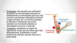 • Sinergistas: são aqueles que participam
auxiliando a movimentação principal ou
estabilizando as articulações para que não
ocorram movimentos indesejáveis durante
a ação principal. Ex: no mesmo exemplo,
os flexores e extensores do punho
contraem-se mantendo estáveis as
articulações do punho e cotovelo.
• Fixadores: estabilizam a origem do
agonista de modo que ele possa agir mais
eficientemente. Estabilizam a parte
proximal do membro quando move-se a
parte distal.
 