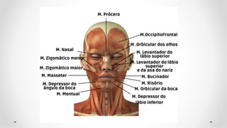 aula sistema muscular.pdffffffffffffffff