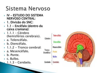    IV – ESTUDO DO SISTEMA
    NERVOSO CENTRAL:
   1. Divisão do SNC:
   1.1 – Encéfalo (dentro da
    caixa craniana):
   1.1.1 – Cérebro
    (hemisférios cerebrais).
   a. Telencéfalo.
   b. Diencéfalo.
   1.1.2 - Tronco cerebral:
   a. Mesencéfalo.
   b. Ponte.
   c. Bulbo.
   1.1.3 – Cerebelo.
 